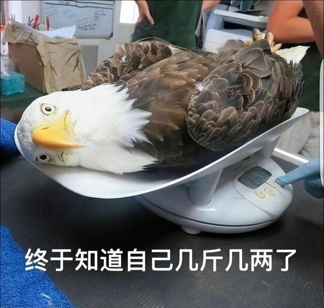 下重拳了！中国管制稀土相关技术出口，西方要着急了！