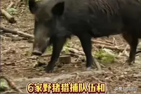 野猪致害26省，多地招募“野猪猎人”！有人称花费20万只打到5头图片