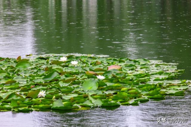 武汉的夏天，有多热就有多美！东湖听雨感受一场“风雅集”