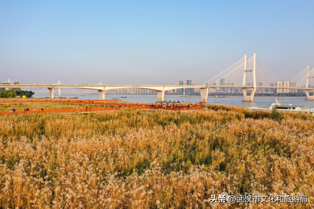 芦花不够看？江滩的银杏已经美疯了！