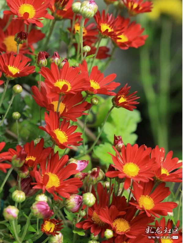 昆明秋景｜昙华菊花，芳香四溢！（附攻略）