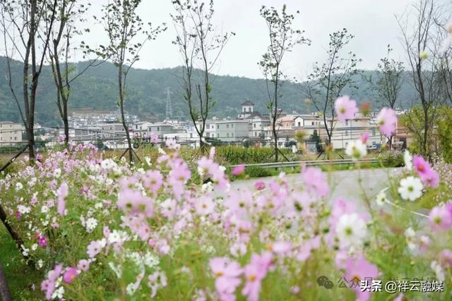 秋游青海湖 邂逅格桑花海