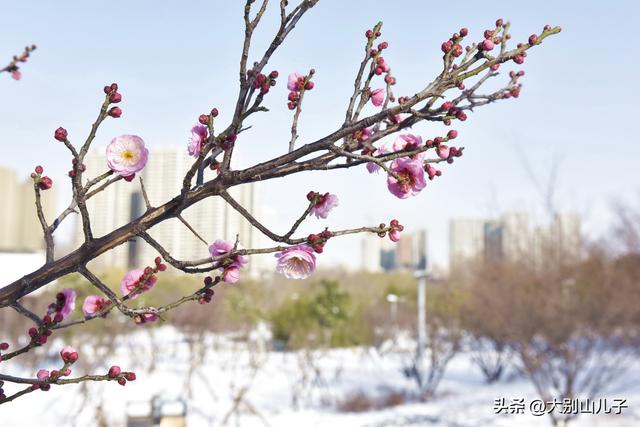 西流湖公园：傲雪寒梅俏枝头雪景如画醉游人