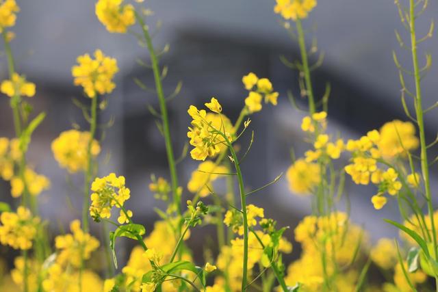 别等春天！陇南的冬日密语里，藏着限定版春日烂漫