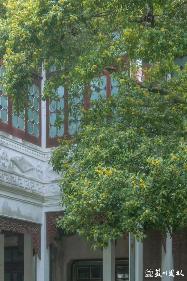 桂香满城！苏州桂花赏花地图来了！