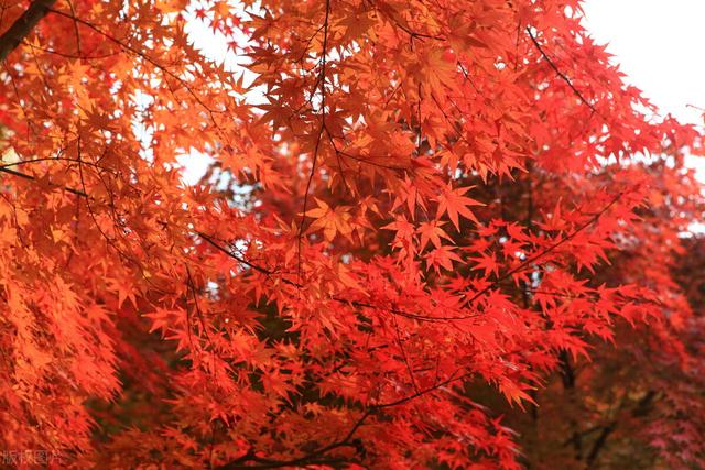 秋季到连云港看什么？