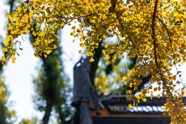 明天起,天平山提前至7点开园!