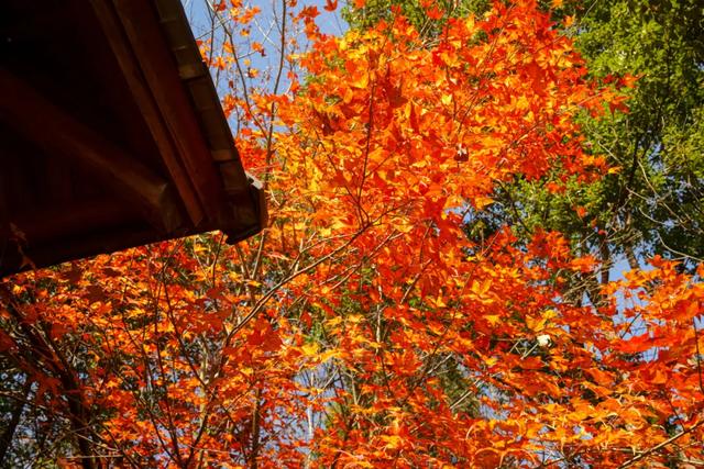 可惜你不听《枫》,不知道醴陵这片枫林到底有多美!