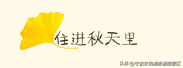 一场迟到的银杏雨，给钱湖南路染上了秋天的颜色~