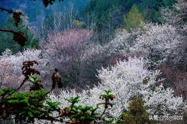也就亿点点好看吧！月亮坪万亩野樱花海上线，快来打卡~