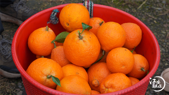 泸州“网红”漫游江安 乐享安逸时光