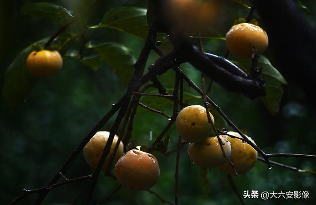 六安：丹桂飘香瓜果甜 山水美景等你来
