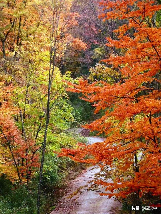 秋遇草川子，红叶醉游人