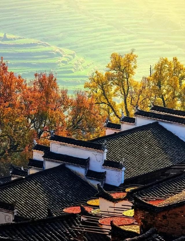 云端晒秋与千年古镇：婺源双绝的治愈系旅行指南
