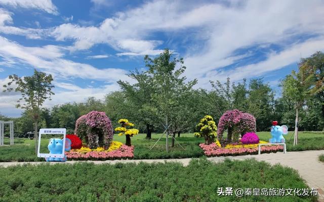 山海关长城金秋菊展即将启幕，精彩抢先看！