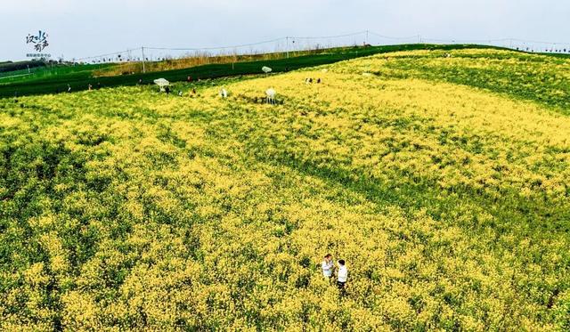 “花”样真多！襄阳宝藏赏花地公布！