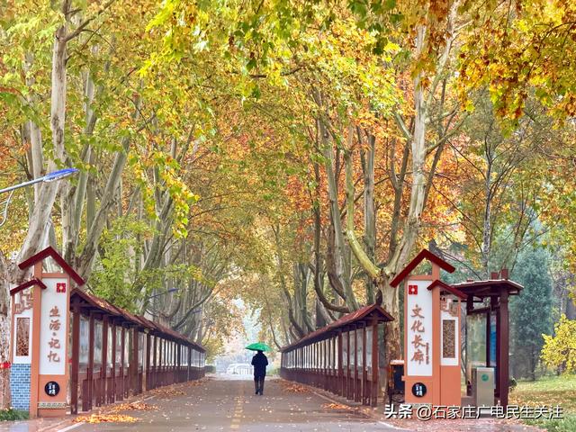 石家庄市裕西公园赏叶美景上线邀您打卡