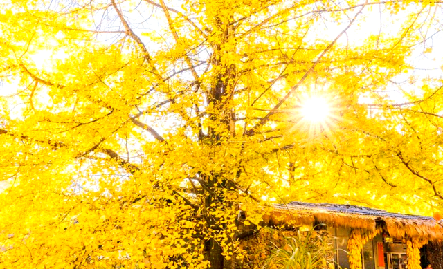 独木·野树·秋林——银杏三境记