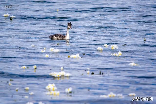 洱海鸟事之：幸福的黑水鸡和䴙䴘，在这里可敞吃国家二级保护植物