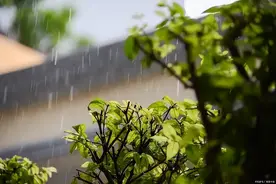 清明时节“雨纷纷”是巧合吗？图片