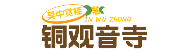 香！吴中今年“第一桂”开了