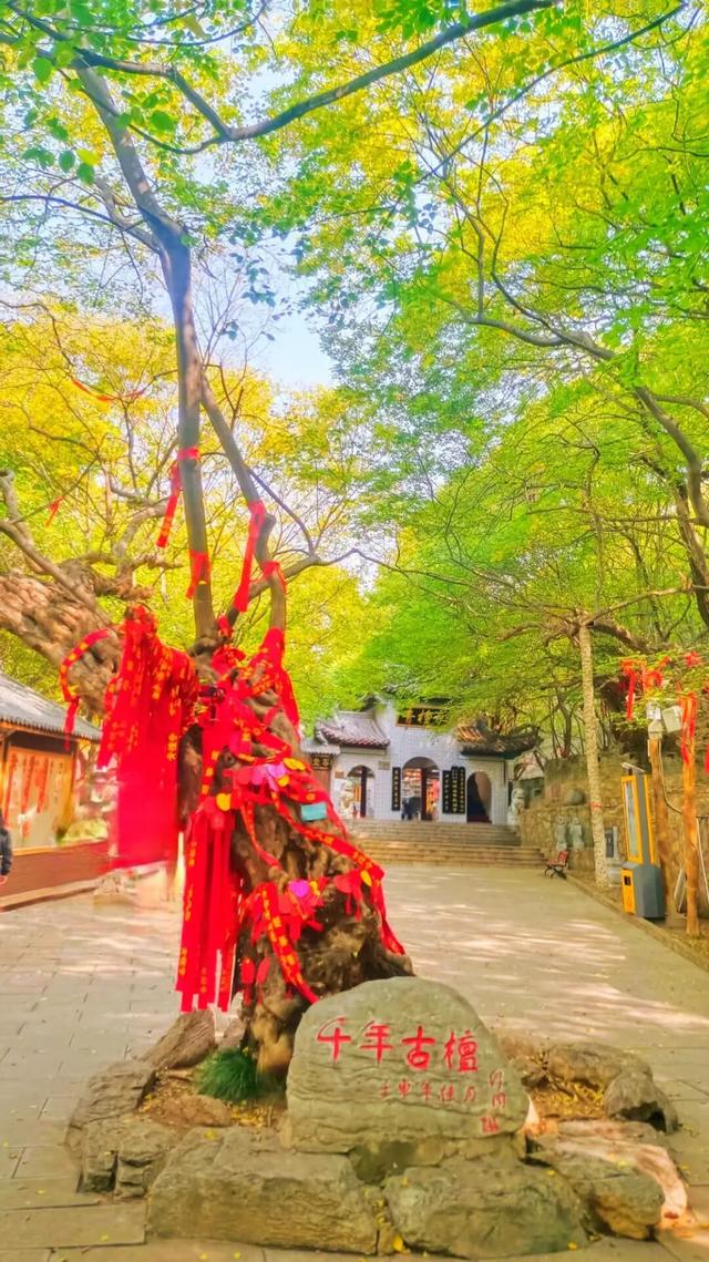 【醉美青檀秋色正当时】水彩画卷徐徐展开，只等您来！