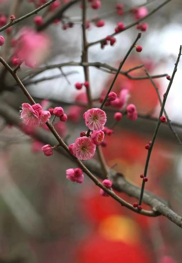 千真万确！渝北，入春了！