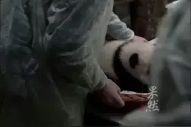 旅俄大熊猫丁丁的幼崽 “恐吓”人类的样子奶凶奶凶的图片