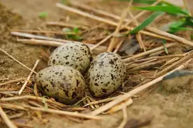 抓20只以上犯罪！2020年浙江女子捡555枚鸟蛋带走，专家：全完了图片