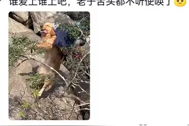 摆大烂！男子吐槽带狗狗去爬山后太崩溃！评论区笑发财了！图片