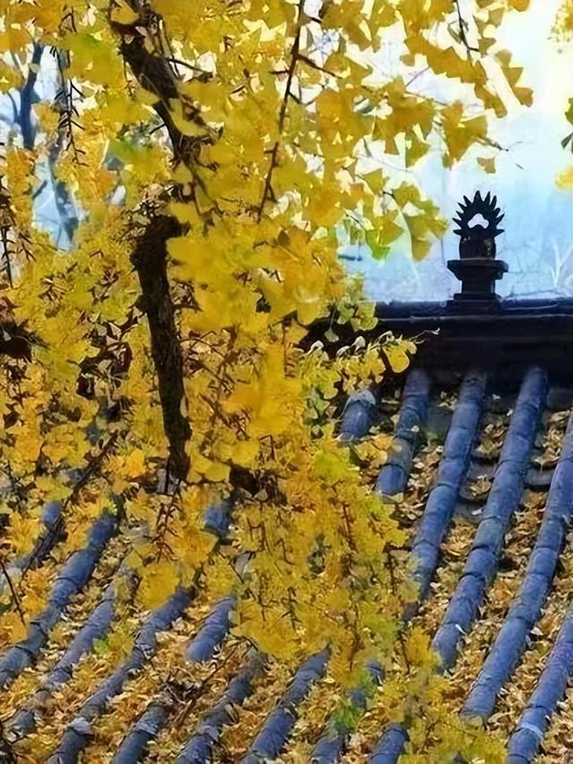 此刻的临沂，把清欢藏进风景里