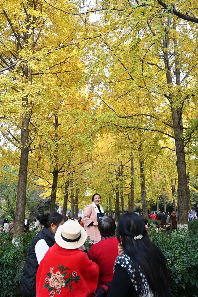 四川内江：银杏披“金”引客来