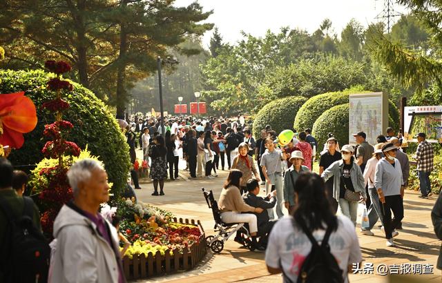 百花园金秋菊展人气爆棚，国庆前两日游人如织共赴花漾之约