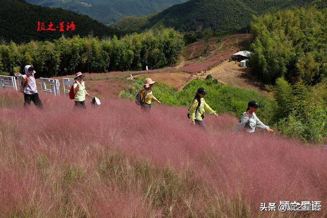 定了！假日就来这儿：游古村，赏粉黛花海