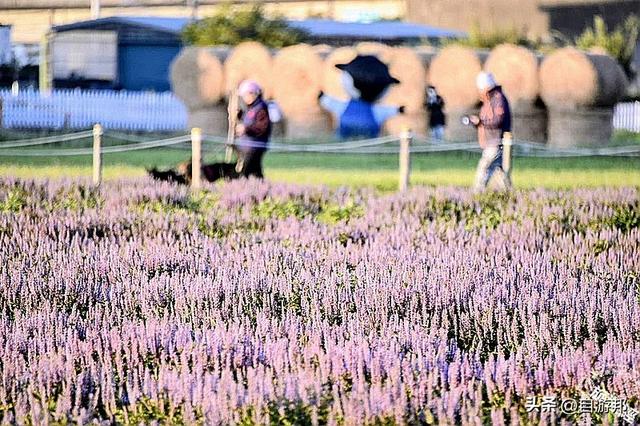 桃园仙草嘉年华「紫邀你」「酷洛米」主题装置穿梭浪漫紫色花海