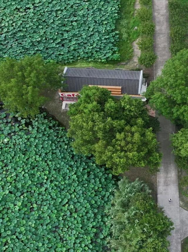 上海人的“宝藏后花园”全面升级啦！水上森林玩出新花样，这份攻略请收好！