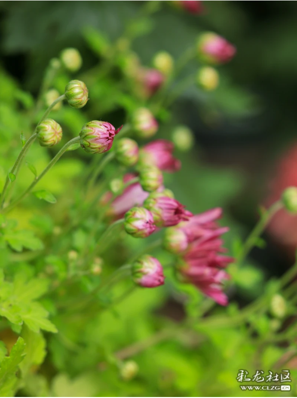 昆明秋景｜昙华菊花，芳香四溢！（附攻略）