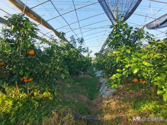 周末去哪儿玩？来杨浦这里“赶集”了