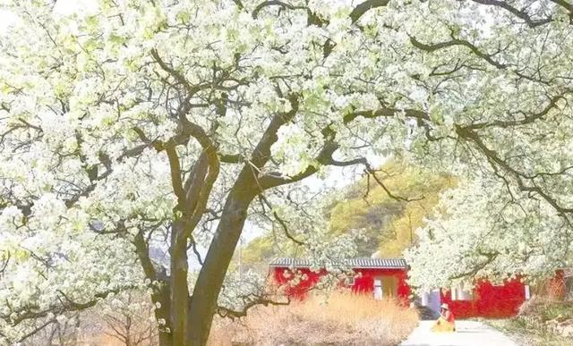 梨花落处见樱花 从 “异客” 到 “家人”