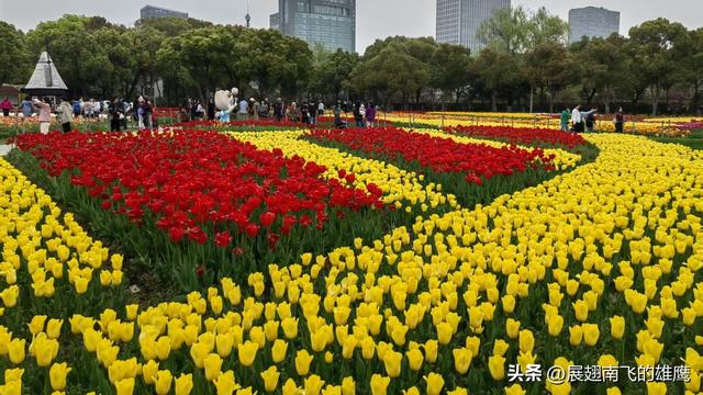 《乙巳初夏郁金香的绚烂乐章》