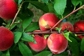 桃子还是亲手摘的香！重庆摘桃攻略出炉 “端午+儿童节”走起！图片