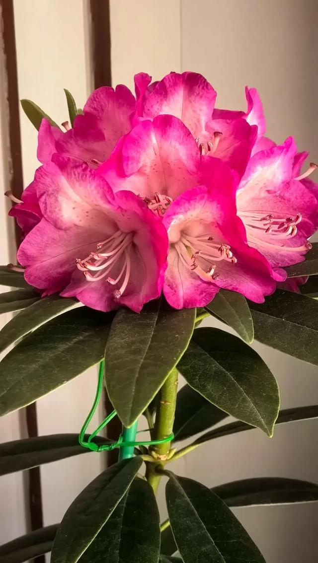 养花二十多年，吐槽好看难养、新手慎入的6大＂颜值杀手＂