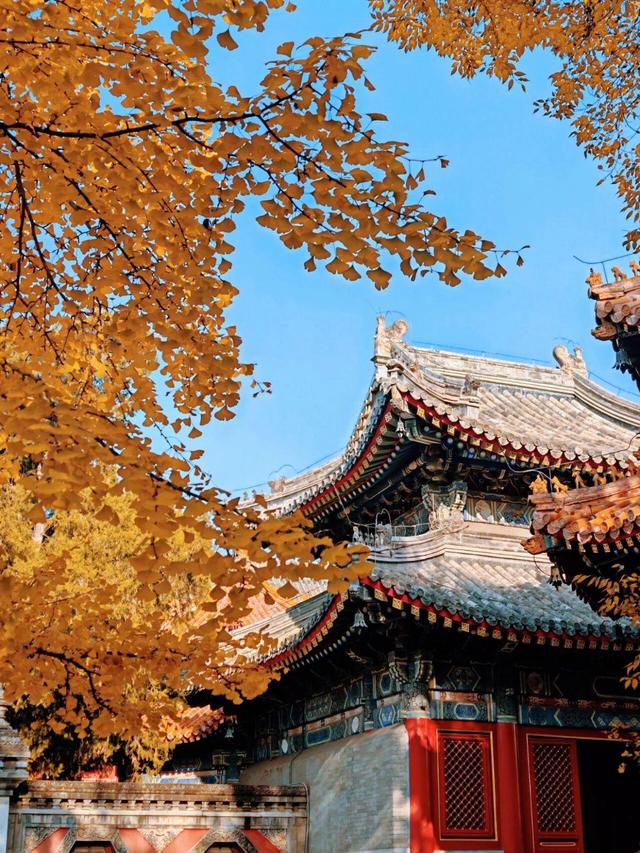 出片率100%！是时候来“京西小故宫”，邂逅一抹银杏黄
