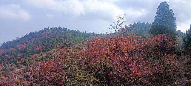 骊山红叶似火 车辆行人如织