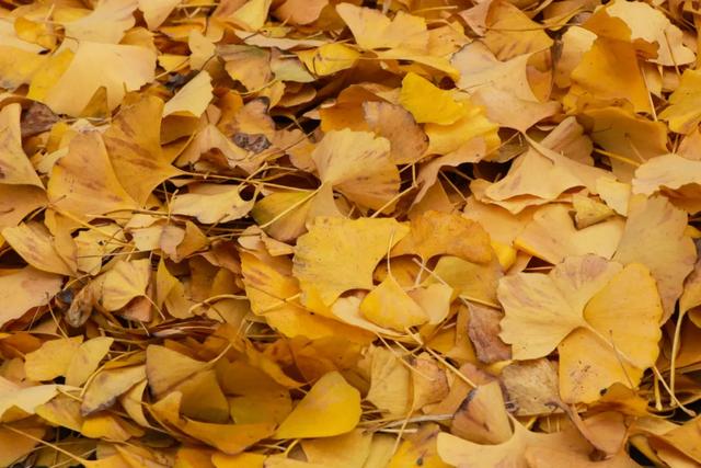 好看!好拍!郫都银杏打卡攻略→