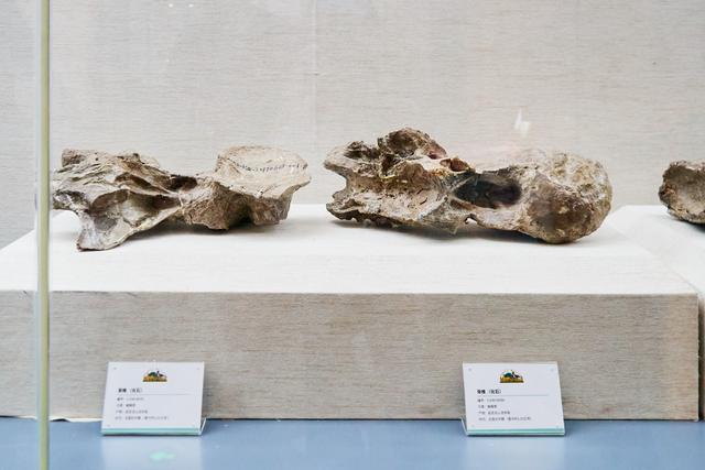 延吉恐龙博物馆，东北第一座恐龙主题博物馆，是亲子研学游好去处