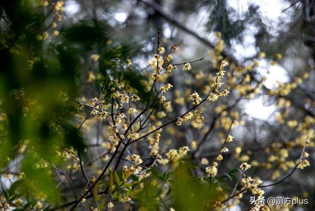 暗香浮动古城间 西安蜡梅迎冬绽放