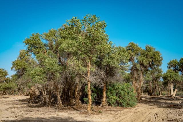 中国 0 差评的胡杨胜地，不输额济纳，胡杨林是内蒙古额济纳的 130 倍