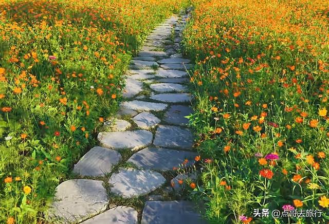 成都最近的格桑花海，6万多平米，山坡被美爆，地铁直达！