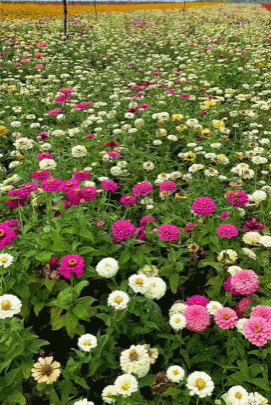 超出片！长春周边“上线”10 万㎡花海~